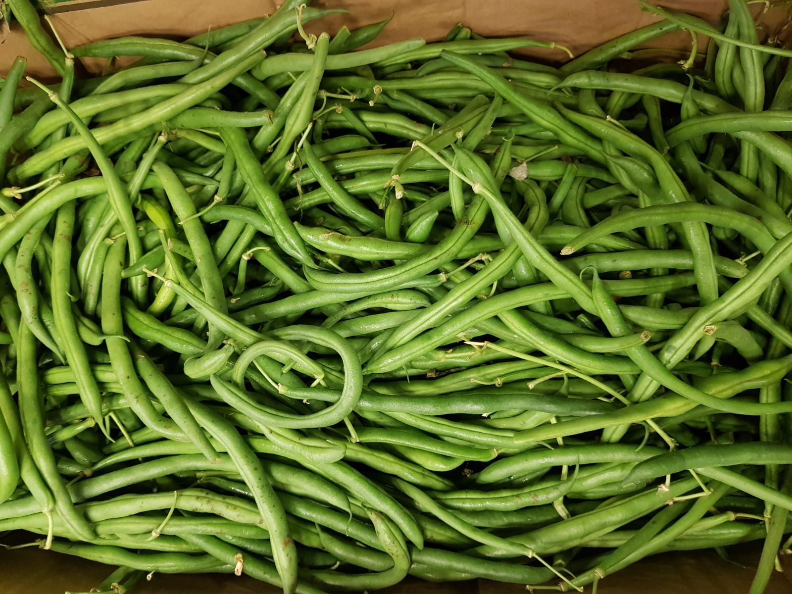 WhatsApp Image 2020-04-19 at 7.02.39 PM (2).jpeg.jpeg